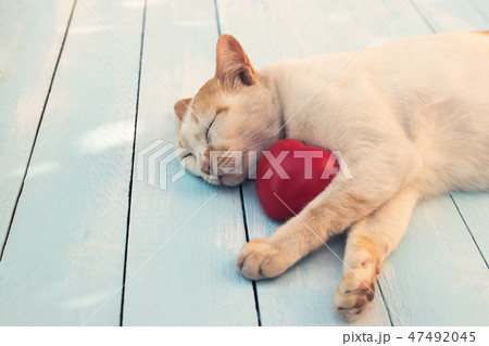 The cat sleeps on a blue table with a red heart.  47492045