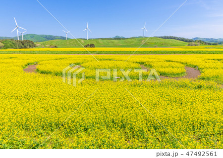 菜の花畑 47492561