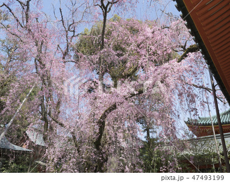 京都 平安神宮の桜 南神苑 京都 平安神宮の桜 南神苑 47493199