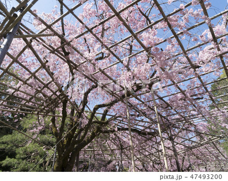 京都　平安神宮の桜　南神苑 47493200
