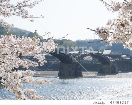 山口 錦帯橋の桜 山口 錦帯橋の桜 47493217