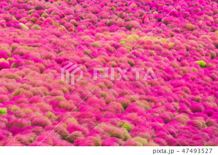 Kochia at Hitachi Seaside Park at Ibaraki, Japan. Kochia at Hitachi Seaside Park at Ibaraki, Japan. 47493527