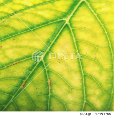 Green Foliage Texture Green Foliage Texture 47494700