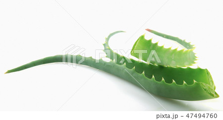 Aloe Vera On White Background 47494760