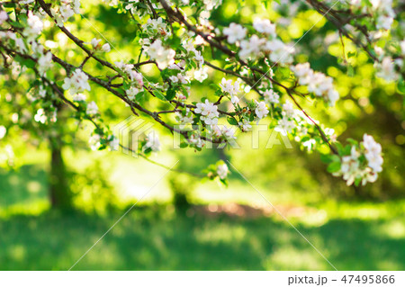 Spring background 47495866