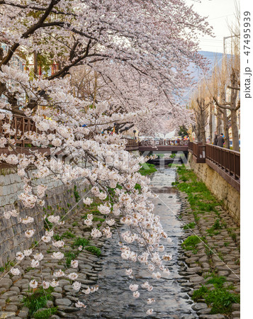Jinhae South Korea, spring Cherry blossom Jinhae South Korea, spring Cherry blossom 47495939