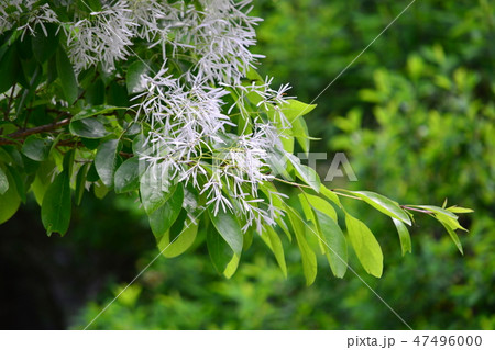 アオダモの白い花の写真素材