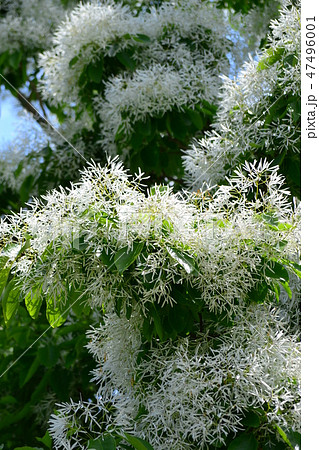 アオダモの白い花の写真素材