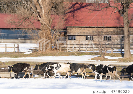 小岩井農場の冬 47496029