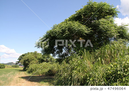 朝倉市(水害前) 朝倉市(水害前) 47496064