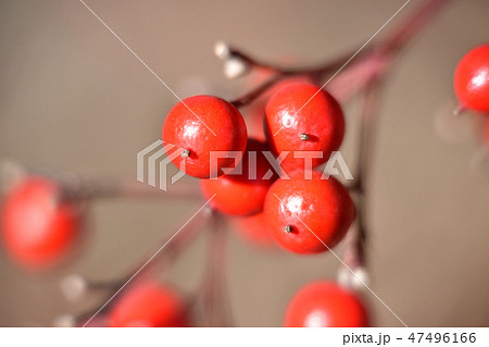 南天の実 47496166