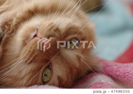 ねこ 47496350