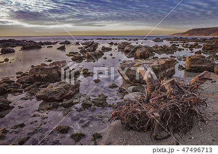 big tree root big tree root 47496713