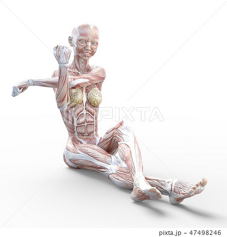 ストレッチする脚の綺麗な若い女性 筋肉 Permng3dcg イラスト素材のイラスト素材