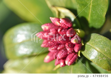 沈丁花の蕾 47498456