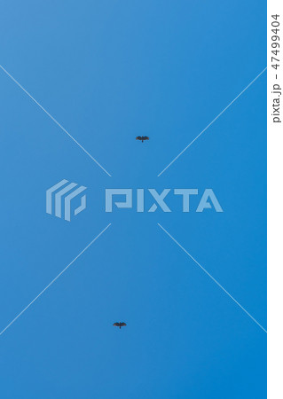 春 泉 湧水 47499404