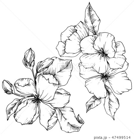 Vector Apple blossom floral botanical flower. Black and white engraved ink art. Isolated flowers Vector Apple blossom floral botanical flower. Black and white engraved ink art. Isolated flowers 47499514