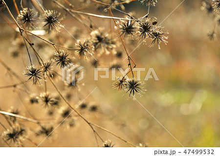 アメリカセンダングサの種 47499532