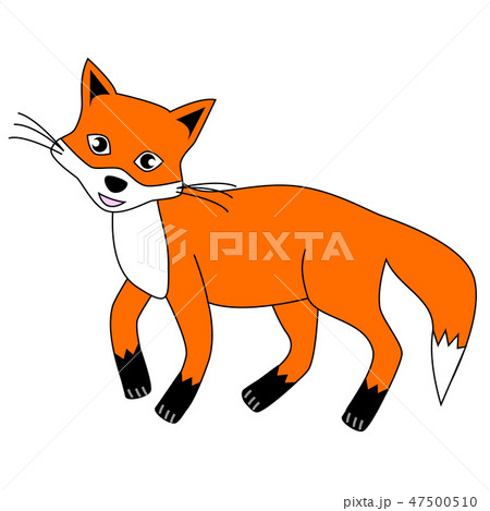 Cute red Fox. 47500510