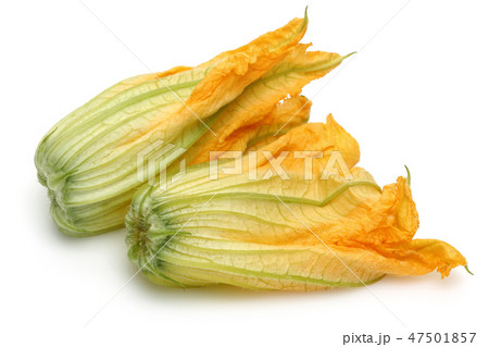 Squash Blossoms on white background Squash Blossoms on white background 47501857