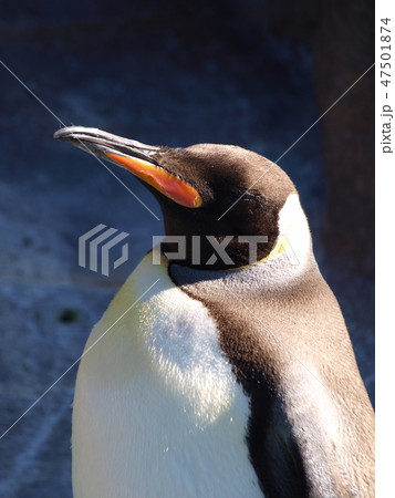 コウテイペンギン 東山動物園 名古屋市の写真素材