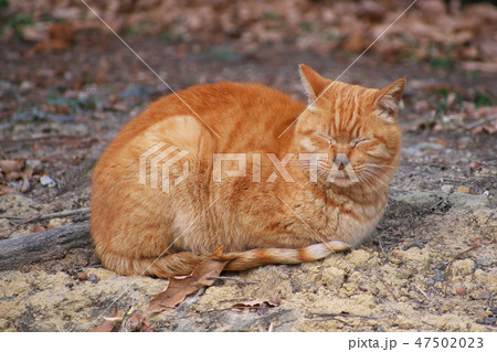 柔らかい日差しでの居眠り猫 冬の公園にいたいろいろな野良猫 荒山公園 大阪府堺市 柔らかい日差しでの居眠り猫 冬の公園にいたいろいろな野良猫 荒山公園 大阪府堺市 47502023