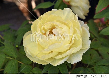 フユボタン(黄冠) フユボタン(黄冠) 47503177