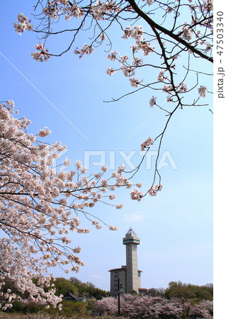 春の尾張旭市　都市風景 47503340