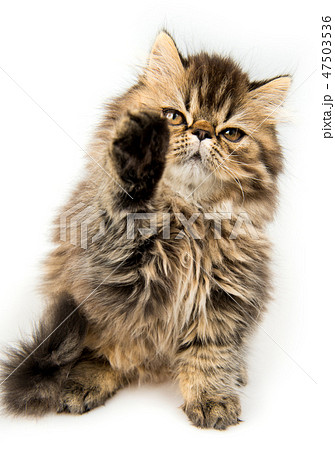 Beautiful Persian kitten cat marble color coat is playing 47503536