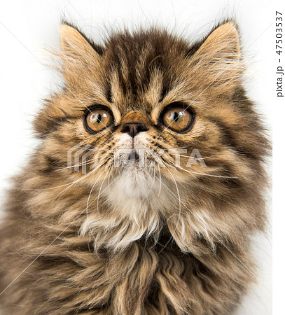 Beautiful Persian kitten cat muzzle marble color coat 47503537
