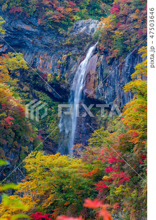 紅葉の妙高・惣滝 紅葉の妙高・惣滝 47503646