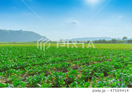 Scenery of chinese kale field in Kanchanaburi Scenery of chinese kale field in Kanchanaburi 47504414