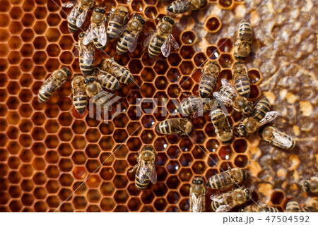 close up honeycomb in wooden frame with bees on it close up honeycomb in wooden frame with bees on it 47504592