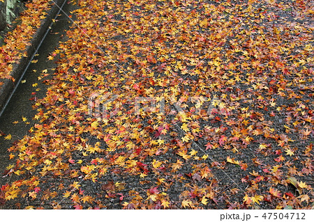 紅葉 ☆☆*☆もみじ☆*☆☆ 紅葉 ☆☆*☆もみじ☆*☆☆ 47504712
