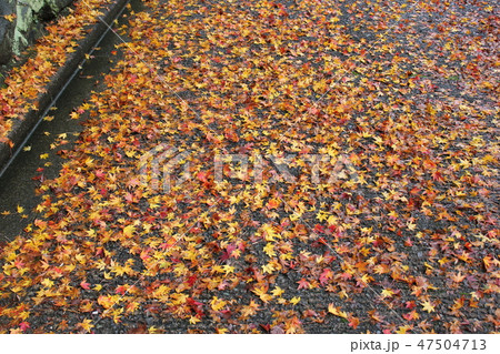 紅葉 ☆☆*☆もみじ☆*☆☆ 紅葉 ☆☆*☆もみじ☆*☆☆ 47504713