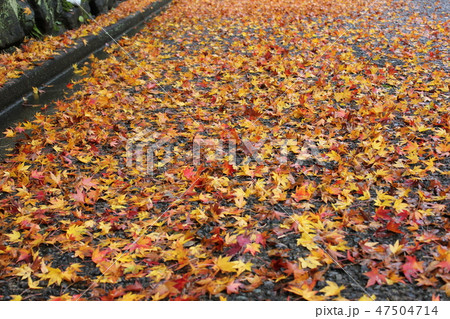 紅葉 ☆☆*☆もみじ☆*☆☆ 紅葉 ☆☆*☆もみじ☆*☆☆ 47504714