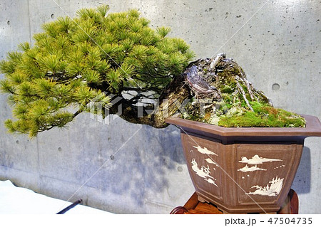盆栽 47504735