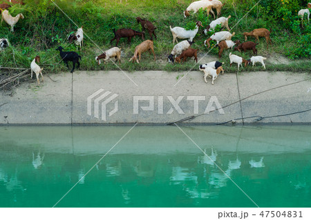Herd of Goats walk to find eating 47504831