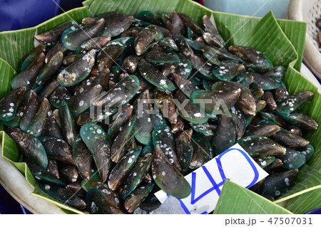 ミドリイガイ ムール貝の一種 食用 タイムール ホーイメンプー ホーイマレンプー チェムチェップの写真素材 [47507031] - PIXTA