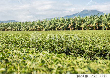 green tea farm 47507540