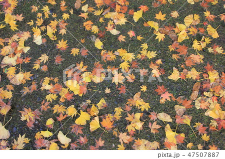 紅葉 ☆☆*☆もみじ☆*☆☆ 紅葉 ☆☆*☆もみじ☆*☆☆ 47507887