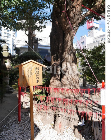 三輪神社 (名古屋市)　縁結びの木 47507895