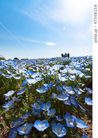 ネモフィラ　クローズアップ　国営ひたち海浜公園　茨城県 47508159