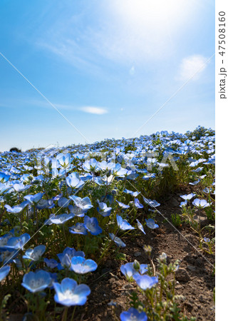 ネモフィラ　クローズアップ　国営ひたち海浜公園　茨城県 47508160
