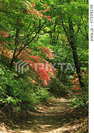 群馬県 榛名山(相馬山)の登山道(県道33号から500m) 47508246