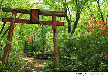 群馬県 榛名山(相馬山)の登山道(スルス峠の分岐手前) 47508248