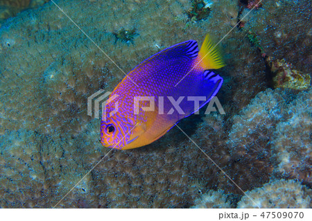 レンテンヤッコ 47509070