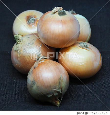 オーガニックイメージ（たまねぎ：自然質感） 47509397