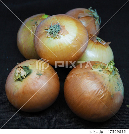 オーガニックイメージ（たまねぎ：自然質感） 47509856