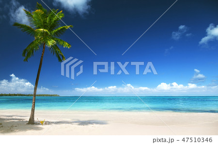 palm and beach 47510346